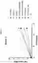 Fig. 19 - Prame TCR Receptors And Uses Thereof