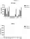Fig. 21 - Prame TCR Receptors And Uses Thereof