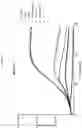Fig. 29 - Prame TCR Receptors And Uses Thereof