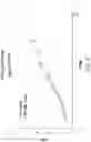 Fig. 31 - Chimeric antigen receptor-modified NK-92 cells