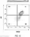 Fig. 34 - Chimeric antigen receptor-modified NK-92 cells