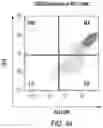 Fig. 47 - Chimeric antigen receptor-modified NK-92 cells