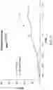 Fig. 50 - Chimeric antigen receptor-modified NK-92 cells