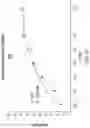 Fig. 54 - Chimeric antigen receptor-modified NK-92 cells