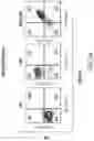 Fig. 57 - Chimeric antigen receptor-modified NK-92 cells