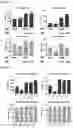 Fig. 21 - Compositions and Methods for Inhibiting T Cell Exhaustion