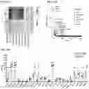Fig. 28 - Compositions and Methods for Inhibiting T Cell Exhaustion