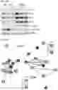 Fig. 29 - Compositions and Methods for Inhibiting T Cell Exhaustion