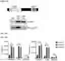 Fig. 35 - Compositions and Methods for Inhibiting T Cell Exhaustion
