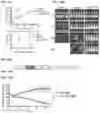 Fig. 36 - Compositions and Methods for Inhibiting T Cell Exhaustion