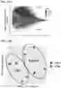Fig. 47 - Compositions and Methods for Inhibiting T Cell Exhaustion