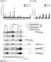 Fig. 50 - Compositions and Methods for Inhibiting T Cell Exhaustion