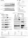Fig. 53 - Compositions and Methods for Inhibiting T Cell Exhaustion