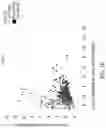 Fig. 03 - COMPOSITIONS AND METHODS FOR IMMUNE CELL MODULATION IN ADOPTIVE IMMUNOTHERAPIES