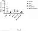 Fig. 09 - METHODS AND MATERIALS FOR USING ENGINEERED MESENCHYMAL STEM CELLS TO TREAT INFLAMMATORY CONDITIONS AND DEGENERATIVE DISEASES
