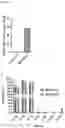 Fig. 29 - METHODS AND MATERIALS FOR USING ENGINEERED MESENCHYMAL STEM CELLS TO TREAT INFLAMMATORY CONDITIONS AND DEGENERATIVE DISEASES
