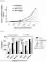 Fig. 33 - METHODS AND MATERIALS FOR USING ENGINEERED MESENCHYMAL STEM CELLS TO TREAT INFLAMMATORY CONDITIONS AND DEGENERATIVE DISEASES