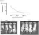 Fig. 37 - METHODS AND MATERIALS FOR USING ENGINEERED MESENCHYMAL STEM CELLS TO TREAT INFLAMMATORY CONDITIONS AND DEGENERATIVE DISEASES