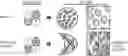 Fig. 01 - COMPOSITIONS AND METHODS FOR TREATING SICKLE CELL DISEASE