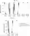Fig. 05 - METHODS FOR IMPROVING MYELOID BRIDGING IN CORD BLOOD TRANSPLANT RECIPIENTS