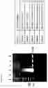 Fig. 05 - MESENCHYMAL STEM CELL EXPRESSING TRAIL AND CD, AND USE THEREOF