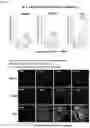 Fig. 05 - COMPOSITION FOR TREATING SPINAL CORD INJURY, COMPRISING STEM CELLS TREATED WITH NOVEL COMPOUND