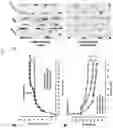 Fig. 06 - COMPOSITION FOR TREATING SPINAL CORD INJURY, COMPRISING STEM CELLS TREATED WITH NOVEL COMPOUND