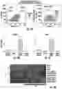 Fig. 04 - ISOLATION OF FUSION-COMPETENT MYOBLASTS AND THERAPEUTIC APPLICATIONS THEREOF RELATED TO MUSCULAR DYSTROPHY
