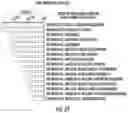Fig. 06 - ISOLATION OF FUSION-COMPETENT MYOBLASTS AND THERAPEUTIC APPLICATIONS THEREOF RELATED TO MUSCULAR DYSTROPHY