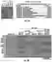 Fig. 07 - ISOLATION OF FUSION-COMPETENT MYOBLASTS AND THERAPEUTIC APPLICATIONS THEREOF RELATED TO MUSCULAR DYSTROPHY
