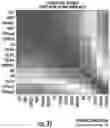 Fig. 09 - ISOLATION OF FUSION-COMPETENT MYOBLASTS AND THERAPEUTIC APPLICATIONS THEREOF RELATED TO MUSCULAR DYSTROPHY