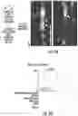 Fig. 13 - ISOLATION OF FUSION-COMPETENT MYOBLASTS AND THERAPEUTIC APPLICATIONS THEREOF RELATED TO MUSCULAR DYSTROPHY