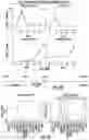 Fig. 17 - ISOLATION OF FUSION-COMPETENT MYOBLASTS AND THERAPEUTIC APPLICATIONS THEREOF RELATED TO MUSCULAR DYSTROPHY