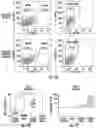 Fig. 19 - ISOLATION OF FUSION-COMPETENT MYOBLASTS AND THERAPEUTIC APPLICATIONS THEREOF RELATED TO MUSCULAR DYSTROPHY