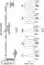 Fig. 20 - ISOLATION OF FUSION-COMPETENT MYOBLASTS AND THERAPEUTIC APPLICATIONS THEREOF RELATED TO MUSCULAR DYSTROPHY
