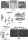Fig. 23 - ISOLATION OF FUSION-COMPETENT MYOBLASTS AND THERAPEUTIC APPLICATIONS THEREOF RELATED TO MUSCULAR DYSTROPHY