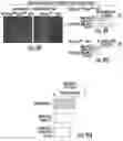 Fig. 26 - ISOLATION OF FUSION-COMPETENT MYOBLASTS AND THERAPEUTIC APPLICATIONS THEREOF RELATED TO MUSCULAR DYSTROPHY