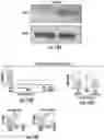 Fig. 27 - ISOLATION OF FUSION-COMPETENT MYOBLASTS AND THERAPEUTIC APPLICATIONS THEREOF RELATED TO MUSCULAR DYSTROPHY