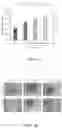 Fig. 02 - PERICYTE CELL EXOSOMES