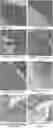 Fig. 01 - NEW USE OF BIFIDOBACTERIUM LACTIS BL-99 IN SUPPRESSION OF INTESTINAL INFLAMMATION