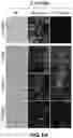 Fig. 12 - ANTIMICROBIAL, BACTERIOPHAGE-DERIVED POLYPEPTIDES AND THEIR USE AGAINST GRAM-NEGATIVE AND ACID-FAST BACTERIA
