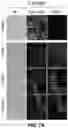 Fig. 14 - ANTIMICROBIAL, BACTERIOPHAGE-DERIVED POLYPEPTIDES AND THEIR USE AGAINST GRAM-NEGATIVE AND ACID-FAST BACTERIA