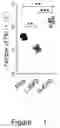 Fig. 02 - APPLICATION OF NON-IGF1R-BINDING SUBSTANCE IN PREVENTION AND/OR TREATMENT OF INFLAMMATORY DISEASES