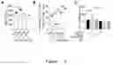 Fig. 08 - APPLICATION OF NON-IGF1R-BINDING SUBSTANCE IN PREVENTION AND/OR TREATMENT OF INFLAMMATORY DISEASES