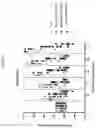 Fig. 12 - COMBINATION THERAPIES COMPRISING A HYPOMETHYLATION AGENT FOR TREATING CANCER