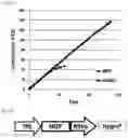 Fig. 02 - MESENCHYMAL STEM CELL EXPRESSING HEPATOCYTE GROWTH FACTOR, AND USE THEREOF