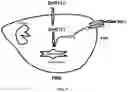 Fig. 02 - METHODS OF TREATING MILD BRAIN INJURY