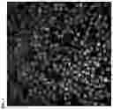 Fig. 08 - USE OF COLLAGEN COMPOSITIONS FOR INCREASING TELOMERE LENGTH