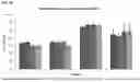 Fig. 12 - USE OF COLLAGEN COMPOSITIONS FOR INCREASING TELOMERE LENGTH