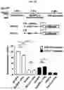 Fig. 13 - Pharmaceutical composition for diagnosing, preventing or treating liver cancer using SSU72 protein or a polynucleotide encoding the same